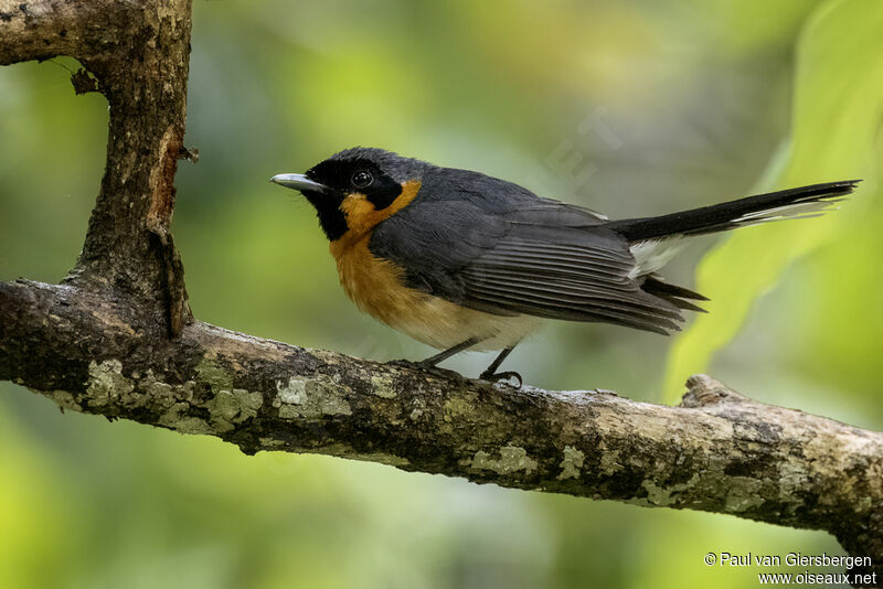 Spectacled Monarchadult