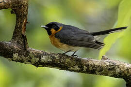 Spectacled Monarch