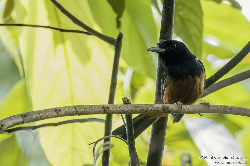 Chestnut-bellied Monarchadult