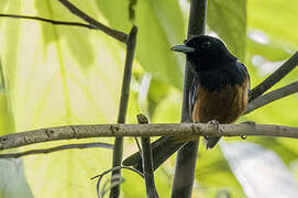 Chestnut-bellied Monarch