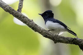 Steel-blue Flycatcher