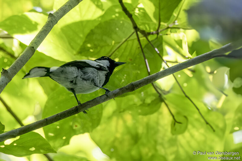 Kolombangara Monarchadult