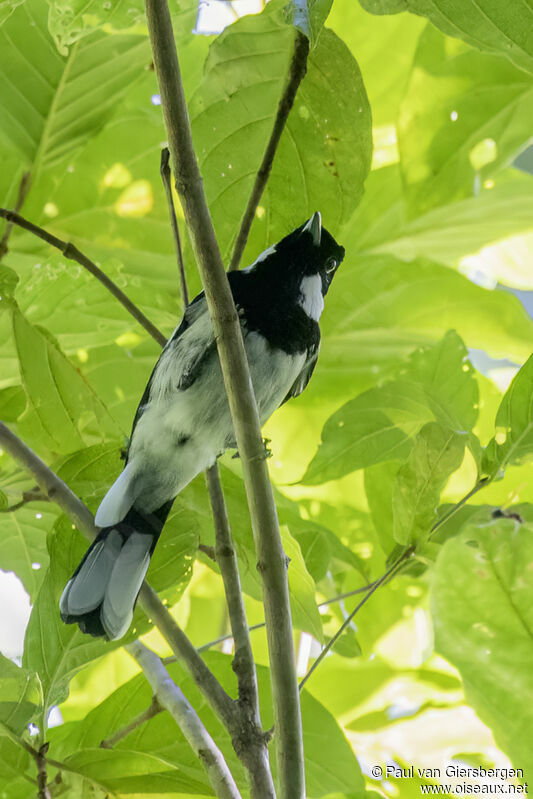 Kolombangara Monarchadult