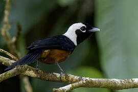 White-capped Monarch