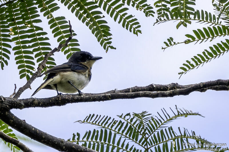 Makira Flycatcher male adult