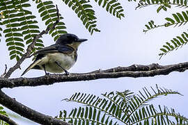 Makira Flycatcher