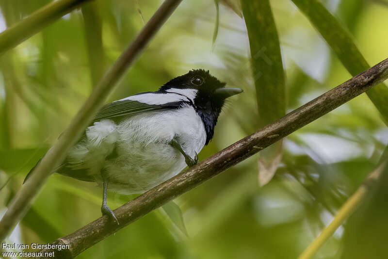 Solomons Monarchadult