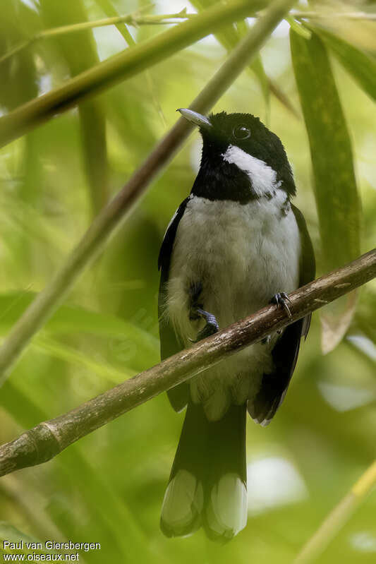 Solomons Monarchadult