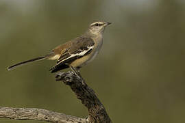 White-banded Mockingbird