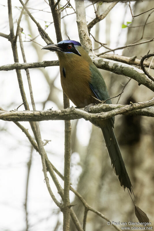 Amazonian Motmot