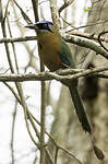 Motmot houtouc