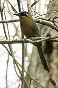 Amazonian Motmot