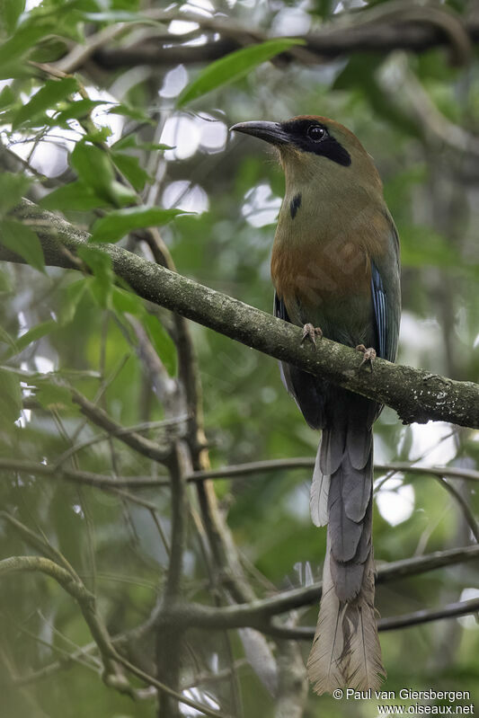 Rufous-capped Motmotadult