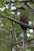 Rufous-capped Motmot