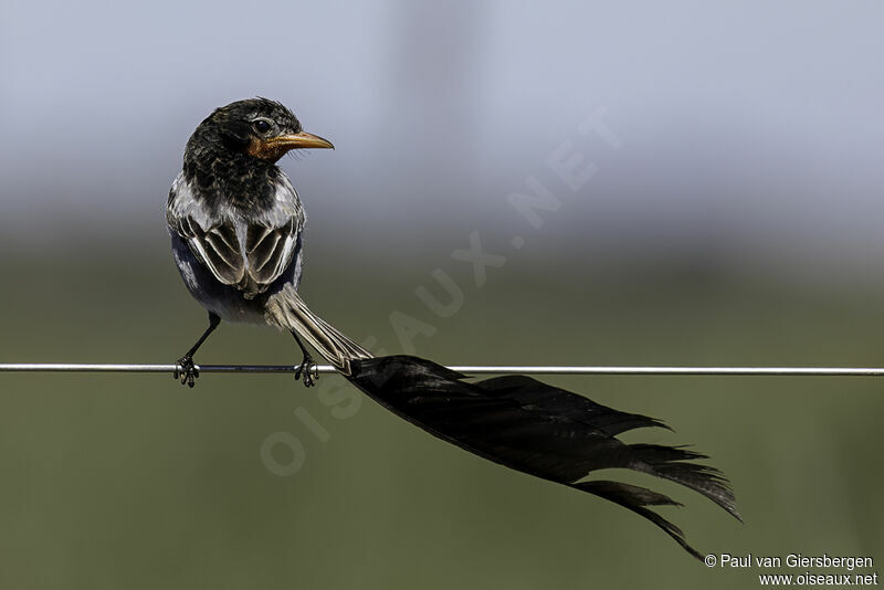 Strange-tailed Tyrant male adult