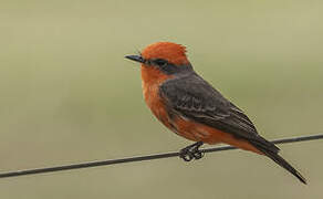 Scarlet Flycatcher