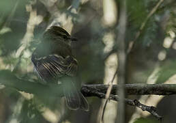 Fuscous Flycatcher