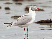 Mouette à tête grise