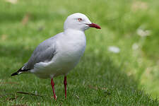 Mouette argentée