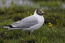 Mouette du Tibet