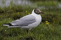 Mouette du Tibet