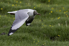 Mouette du Tibet