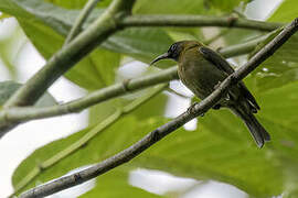 Black-headed Myzomela