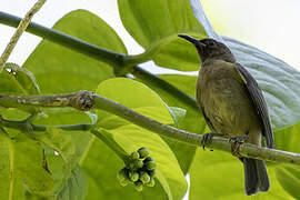 Crimson-rumped Myzomela