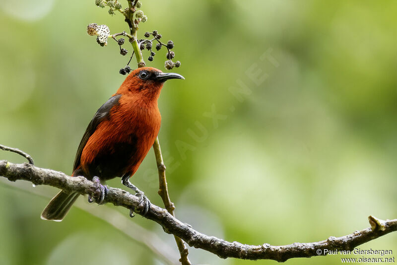 Cardinal Myzomela male adult