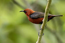 Myzomèle cardinal