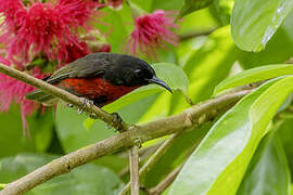 Red-vested Myzomela