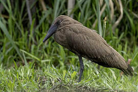 Hamerkop