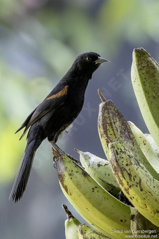 Oriole à galonsadulte