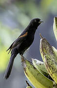 Oriole à galons