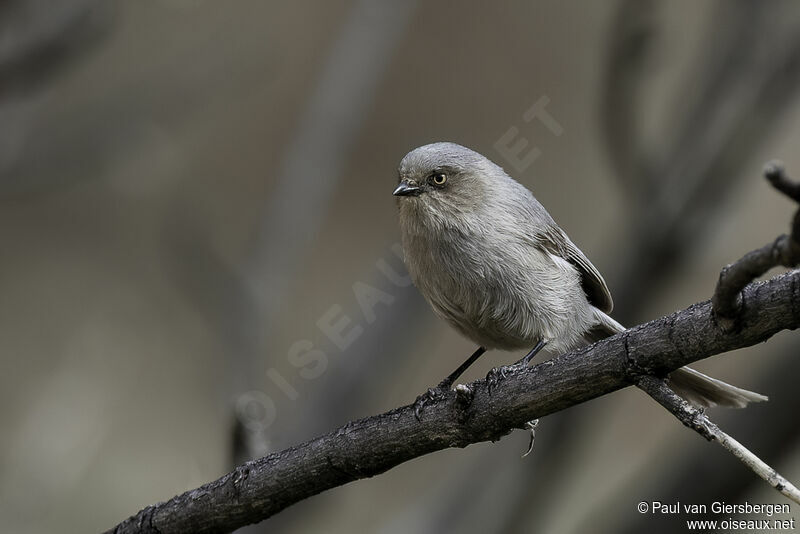 American Bushtit female adult