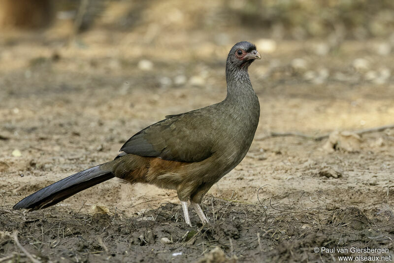 Ortalide du Chaco