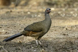 Chaco Chachalaca