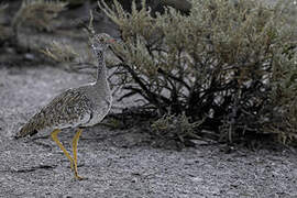 Northern Black Korhaan