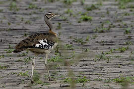 Denham's Bustard