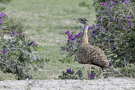 Ludwig's Bustard