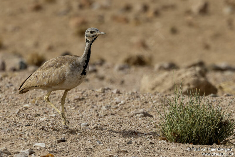 Rüppell's Korhaanadult