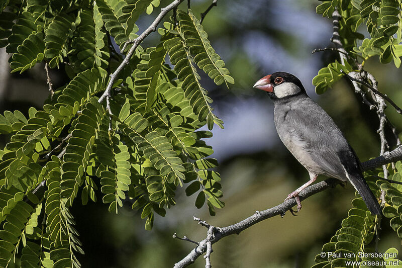 Java Sparrowadult