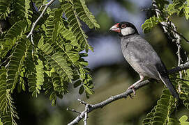 Java Sparrow