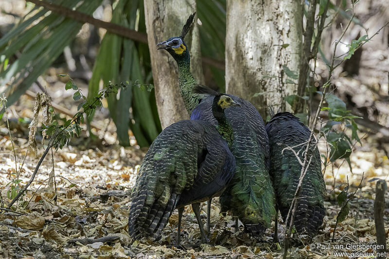 Green Peafowl female adult