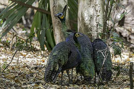 Green Peafowl