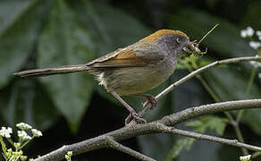 Ashy-throated Parrotbill
