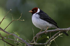 Yellow-billed Cardinal