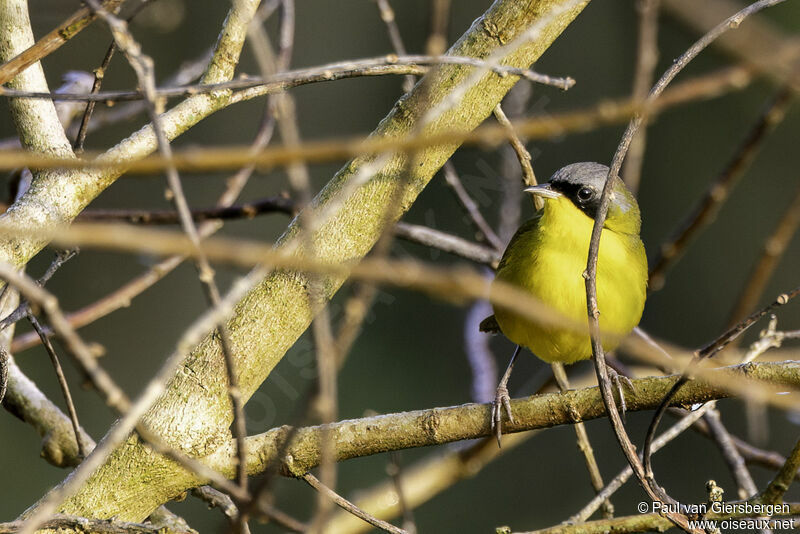 Paruline voiléeadulte