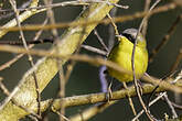 Paruline voilée