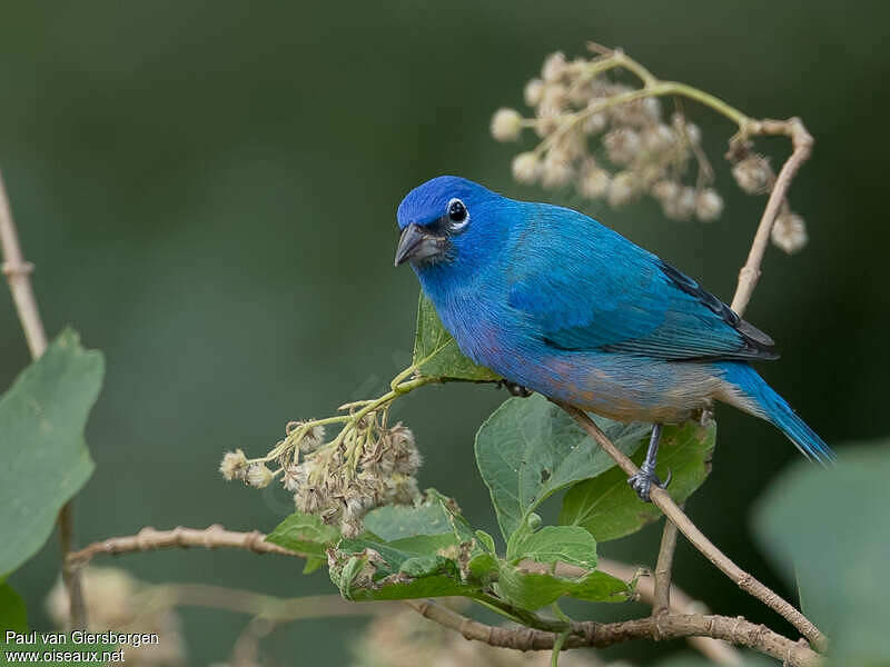 Rose-bellied Bunting - Passerina rositae male adult - pava278832